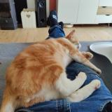 Picture of cat lost at Saubrigues