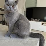 Picture of cat lost at Castelnau Le Lez