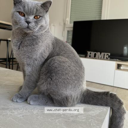 Photo 1/2 Ziggy Chat lost in Castelnau le lez