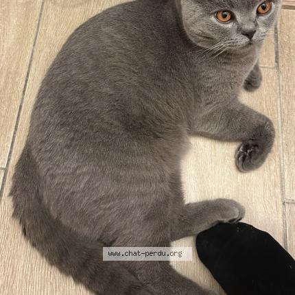 Photo 2/2 Ziggy Chat lost in Castelnau le lez