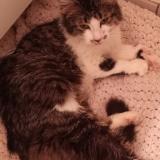 Picture of cat lost at Boucherville