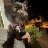 Picture of cat found at Hopkins