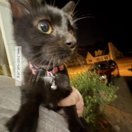 Photo 1/1 Found cat Found in Hopkins