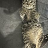 Picture of cat lost at Gleize