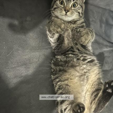 Photo 1/1 Tom Gerard Chat lost in Gleize