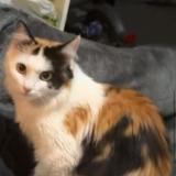 Picture of cat lost at Annemasse