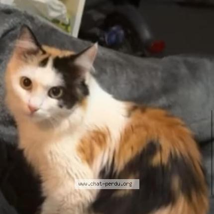 Photo 1/1 Syria Chat lost in Annemasse