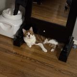 Picture of cat lost at Houston