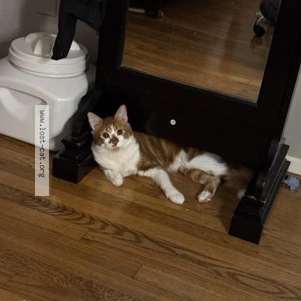 Photo 1/1 Michi Chat lost in Houston