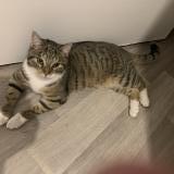 Picture of cat found at Grande Synthe