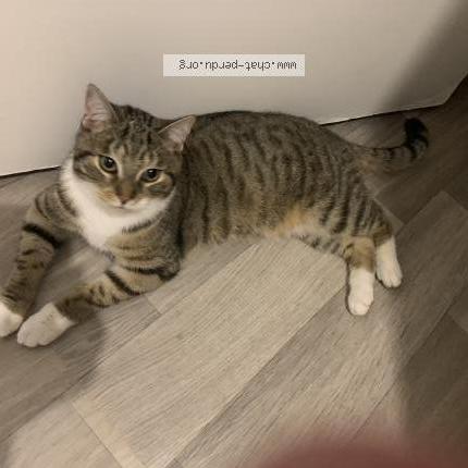 Photo 1/1 Found cat Found in Grande synthe