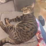 Picture of cat lost at La Chapelle Saint Luc