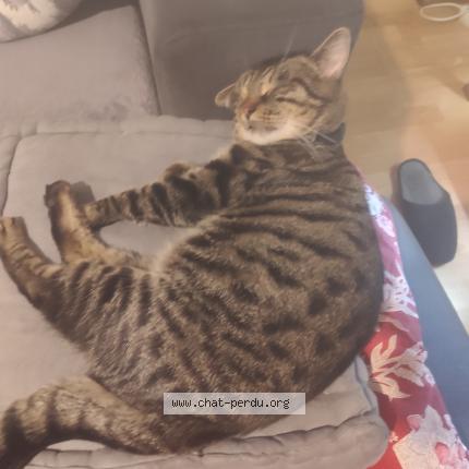 Photo 1/1 Hamoud Chat lost in La chapelle saint luc