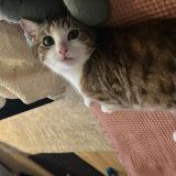 Picture of cat lost at Flins Sur Seine