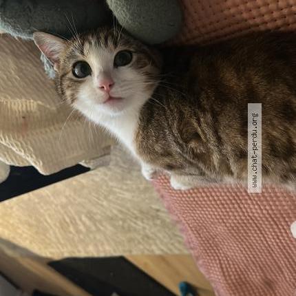 Photo 1/1 Yipou Chat lost in Flins sur seine