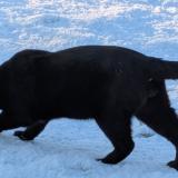 Picture of cat lost at Pornic