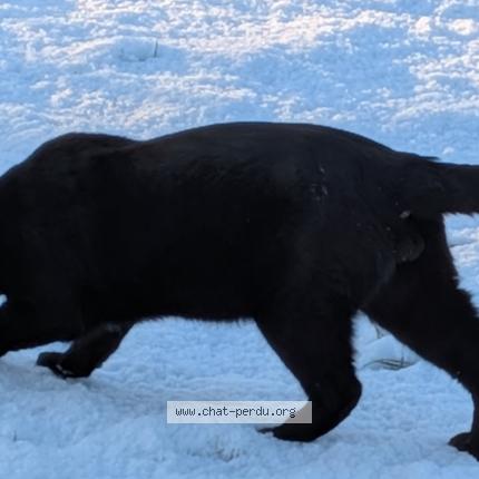 Photo 1/1 Valhalla Chat lost in Pornic