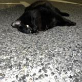 Picture of cat found at Saint Mandrier Sur Mer