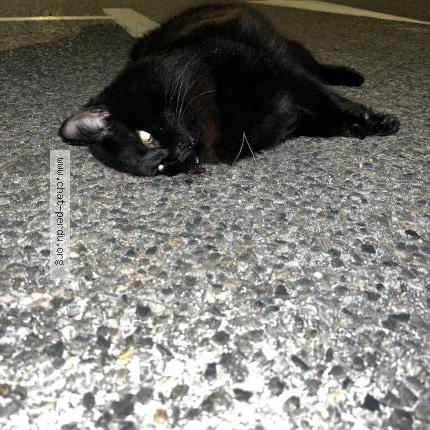 Photo 1/1 Found cat Found in Saint mandrier sur mer