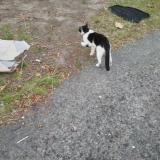 Picture of cat lost at Roubaix