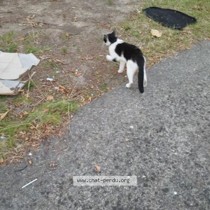 Photo 1/1 speeder Chat lost in Roubaix