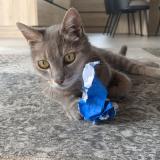 Picture of cat lost at Challans