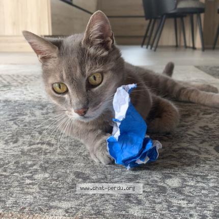 Photo 1/1 FANTA Chat lost in Challans