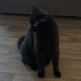 Picture of cat lost at Saint Lys