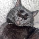 Picture of cat lost at Montbray