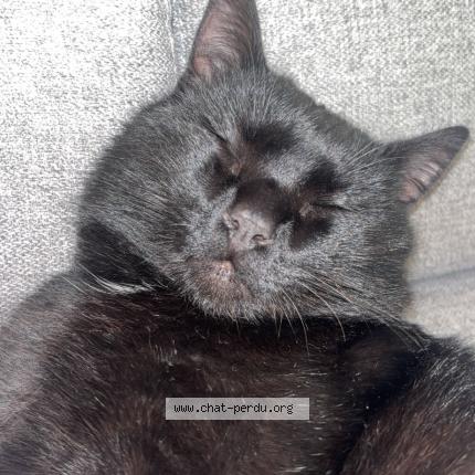 Photo 1/1 Zozo Chat lost in Montbray