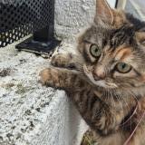 Picture of cat lost at Nice