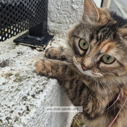 Photo 1/1 Magali Rinero Chat lost in Nice