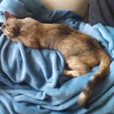 Picture of cat lost at Meylan