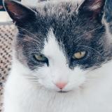 Picture of cat lost at Combs La Ville