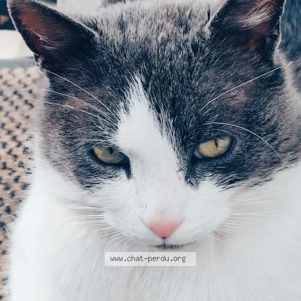 Photo 1/1 Felix Chat lost in Combs la ville