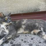 Picture of cat lost at Moirans En Montagne
