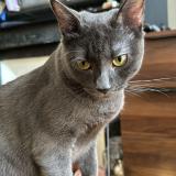 Picture of cat lost at Paris