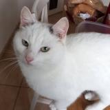 Picture of cat lost at Killem