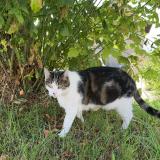 Picture of cat lost at Chambery