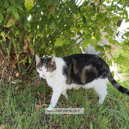 Photo 1/1 Osko Chat lost in Chambery