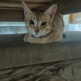 Picture of cat lost at Hyderabad