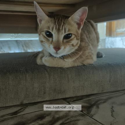 Photo 1/1 Coffee Chat lost in Hyderabad