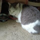 Picture of cat found at Le Fenouiller