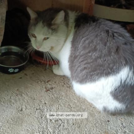 Photo 1/1 Found cat Found in Le fenouiller