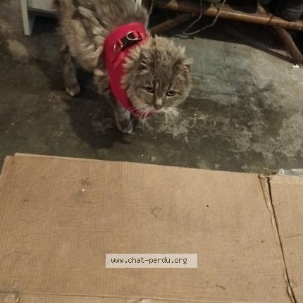 Photo 1/1 Found cat Found in Flers en escrebieux