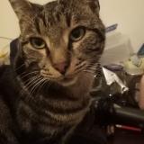 Picture of cat lost at Mulhouse