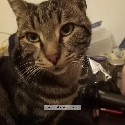 Photo 1/1 Rocco Chat lost in Mulhouse