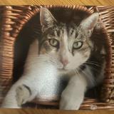 Picture of cat lost at La Flotte En Re