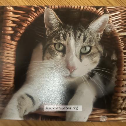 Photo 1/1 NOÉ Chat lost in La flotte en re