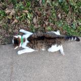 Picture of cat found at Liege